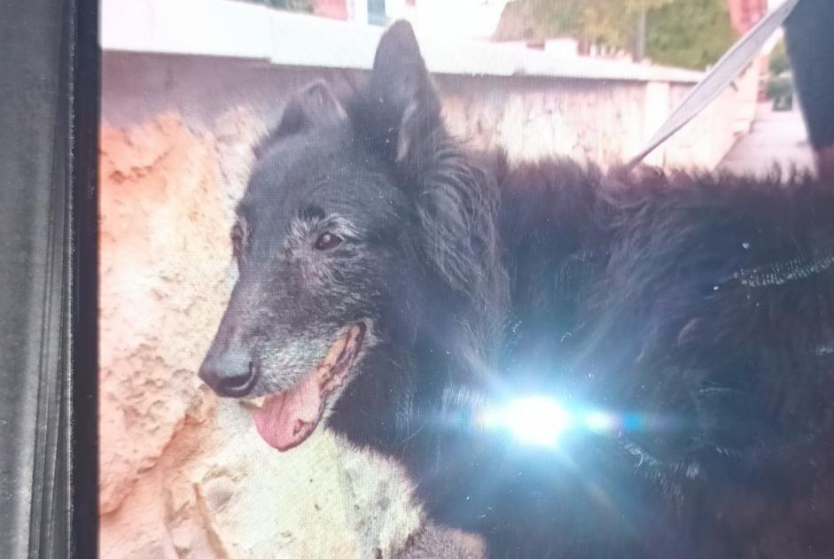 Fundmeldung Hund rassenmischung Unbekannt Bayonne Frankreich