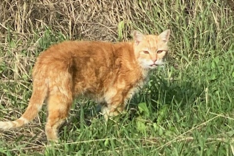 Fundmeldung Katze Männliche Lahonce Frankreich