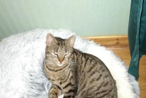 Vermisstmeldung Katze  Männliche , 2 jahre Saint-Pourçain-sur-Besbre Frankreich