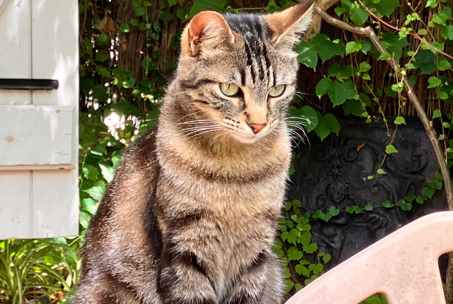 Vermisstmeldung Katze Weiblich , 3 jahre Lacroix-Falgarde Frankreich