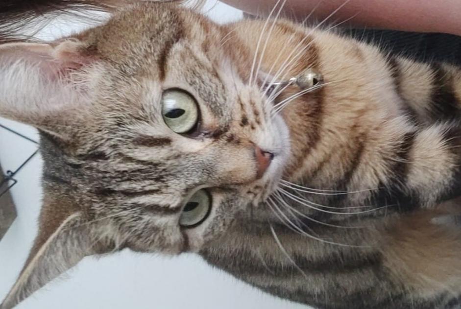 Vermisstmeldung Katze Weiblich , 6 jahre Le Plessis-Trévise Frankreich