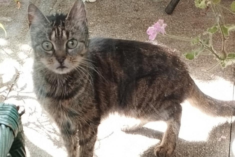 Discovery alert Cat miscegenation Female Nantes France