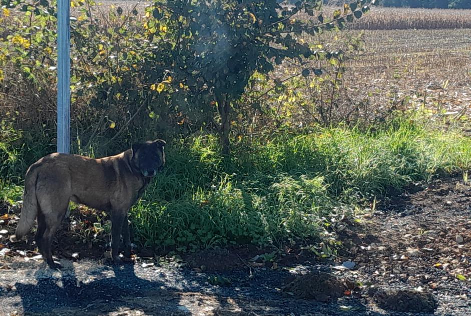 Discovery alert Dog  Unknown Benet France