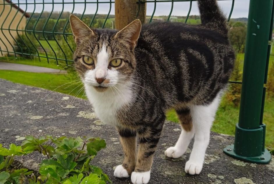 Alerta de Hallazgo Gato Hembra Ville-sur-Illon Francia