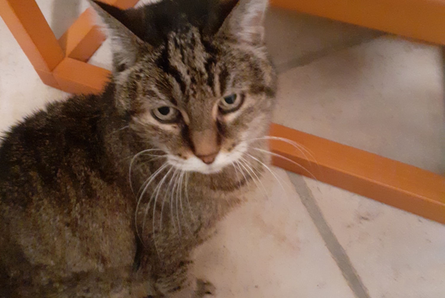 Alerte Disparition Chat croisement Femelle , 20 ans Toulouse France