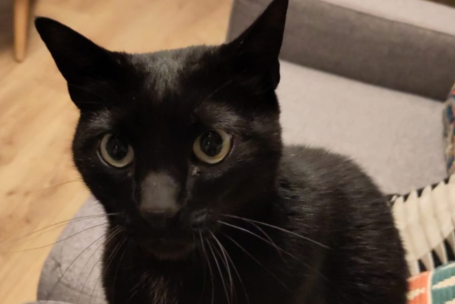 Alerte Disparition Chat croisement Mâle , 9 ans Saint-Fiacre-sur-Maine France