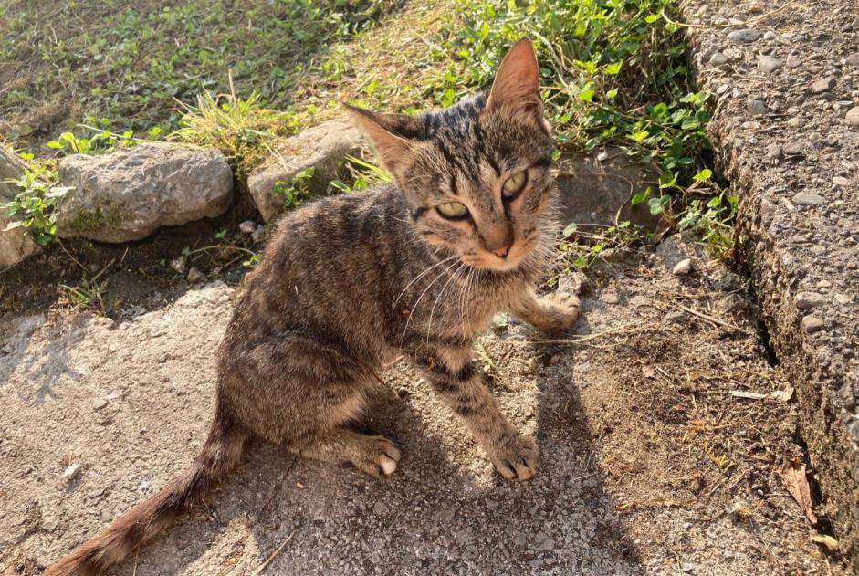 Alerte Découverte Chat Mâle Arudy France