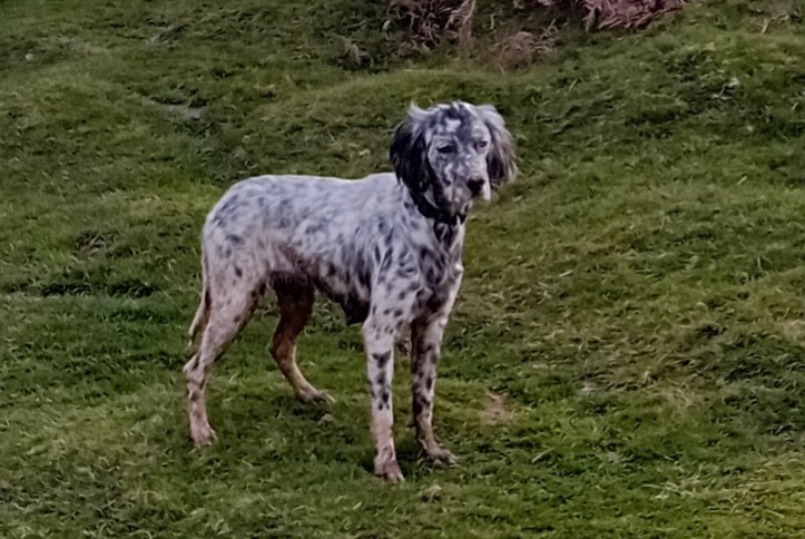 Alerte Découverte Chien Femelle Itxassou France