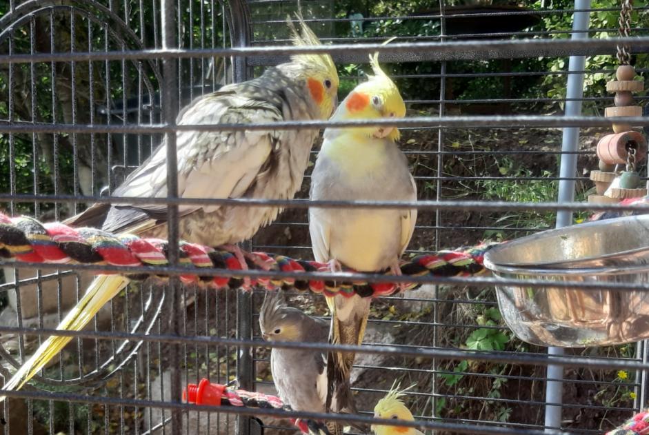 Alerte Disparition Oiseau Mâle , 2024 ans Montlaur France