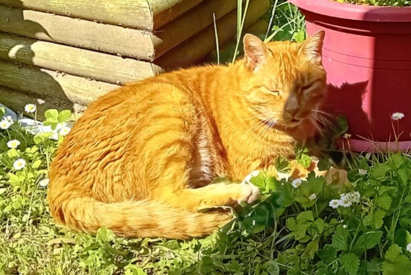 Avviso scomparsa Gatto Maschio , 12 anni Anglet Francia