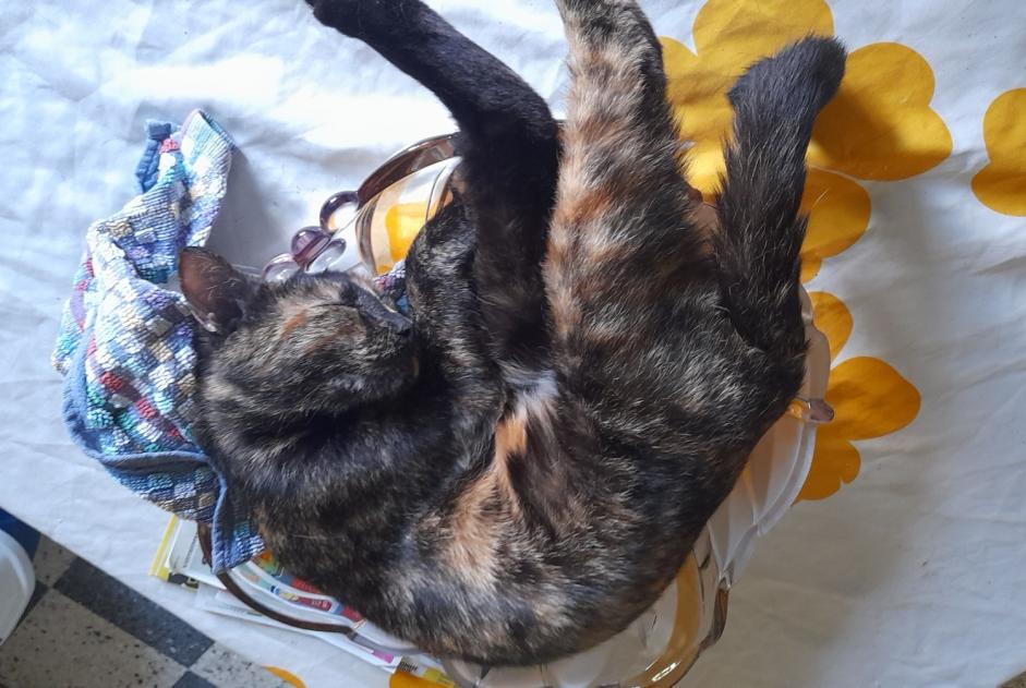 Avviso scomparsa Gatto Femmina , 3 anni Villefranche-sur-Saône Francia