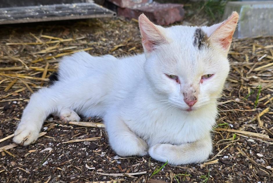 Avviso Ritrovamento Gatto incrocio di razze Femmina , Tra 9 e 12 mesi Carcen-Ponson Francia