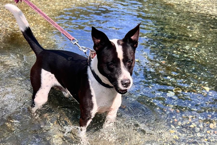 Ontdekkingsalarm Hond rassenvermenging Mannetje Saint-Gaudens Frankrijk