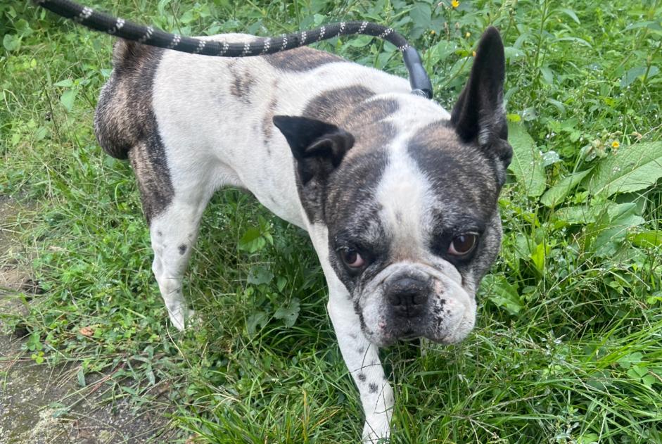 Ontdekkingsalarm Hond  Mannetje Villeneuve-de-Rivière Frankrijk