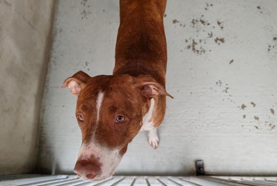 Ontdekkingsalarm Hond rassenvermenging Vrouwtje , 4 jaar Villennes-sur-Seine Frankrijk