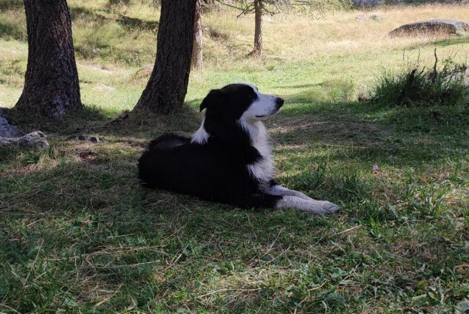 Alerta desaparecimento Cão  Macho , 3 anos Notre-Dame-des-Landes France