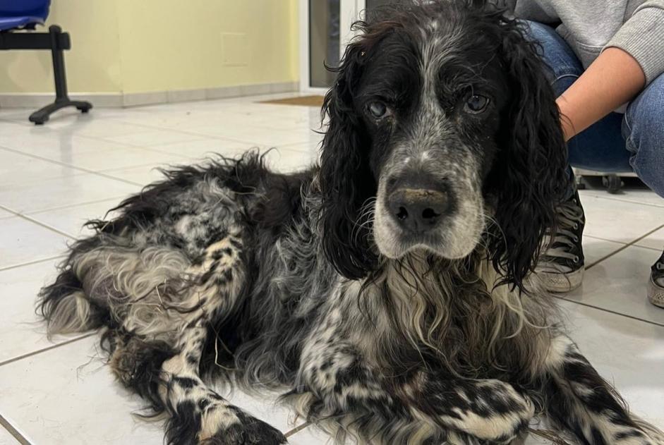 Alerta descoberta Cão Macho Laffite-Toupière France