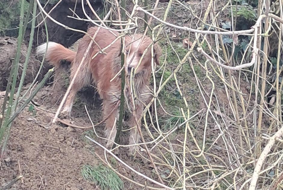 Alerta descoberta Cão Desconhecido Rimou France