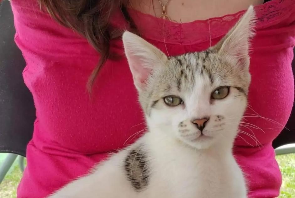 Alerta desaparecimento Gato cruzamento Macho , 0 anos Fondettes France