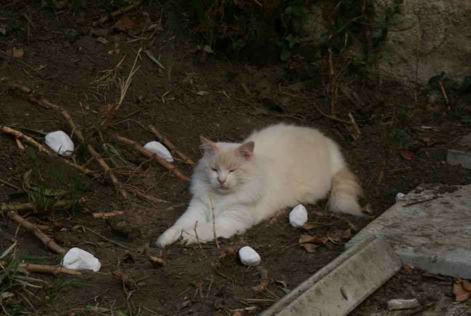 Alerta desaparecimento Gato  Macho , 7 anos Nantes France