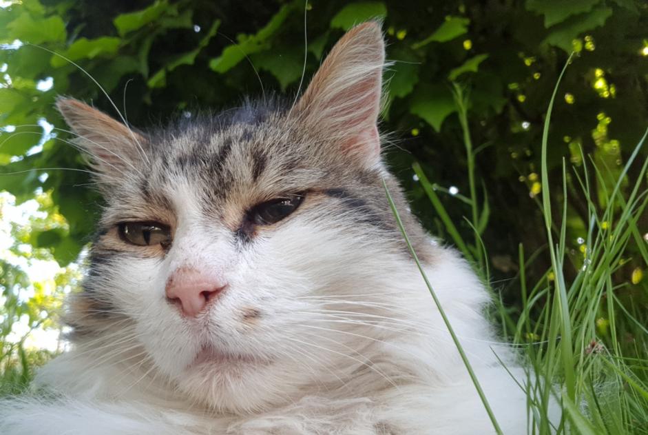 Alerta desaparecimento Gato  Macho , 11 anos Orléans France